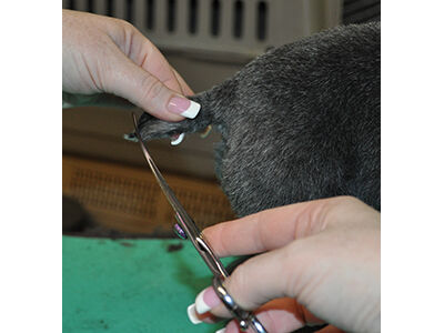 How to Learn the Asian Fusion Pet Grooming Technique